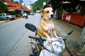 dog on motorcycle